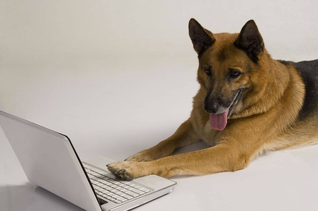 Dog Month